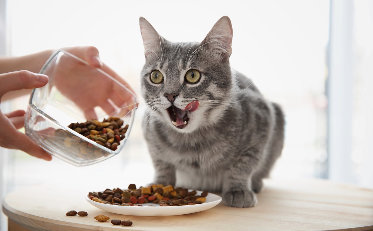 Keeping cat food fresh: Cat owner feeding a grey cat that is licking their lips.