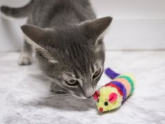 kitten with toys
