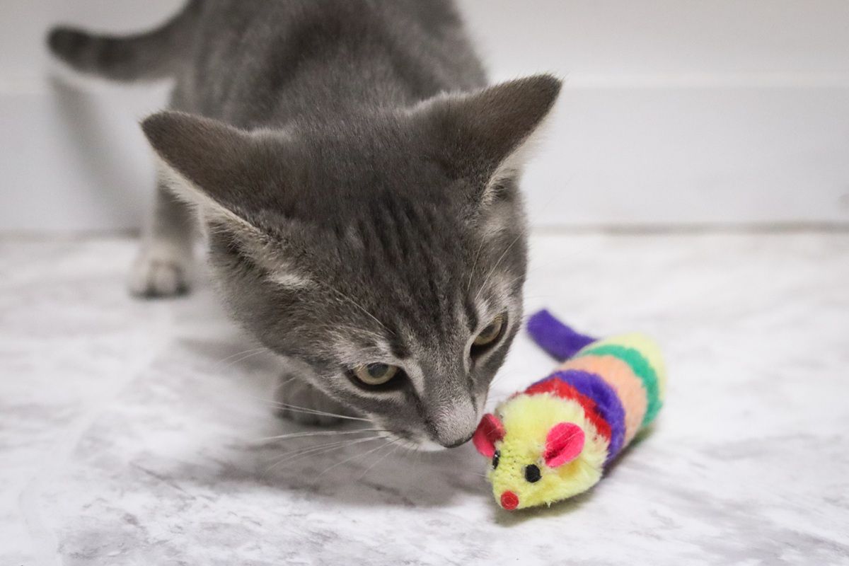 kitten with toys