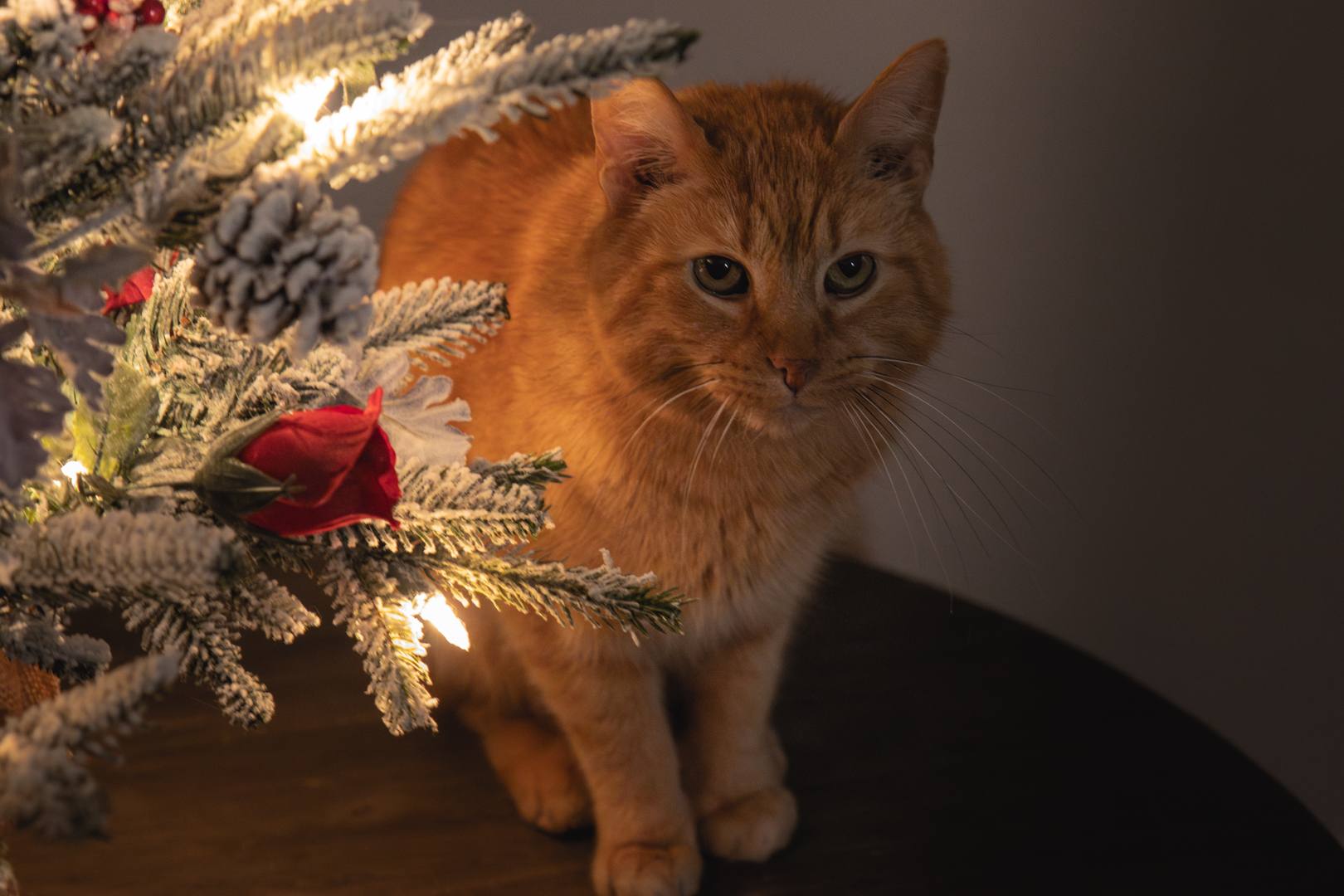 Orange Short Hair Tabby Cat Winter Holiday Christmas Tree