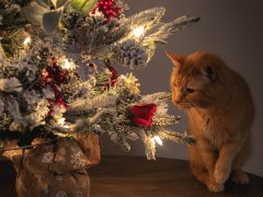 Orange Short Hair Tabby Cat Winter Holiday Christmas Tree-