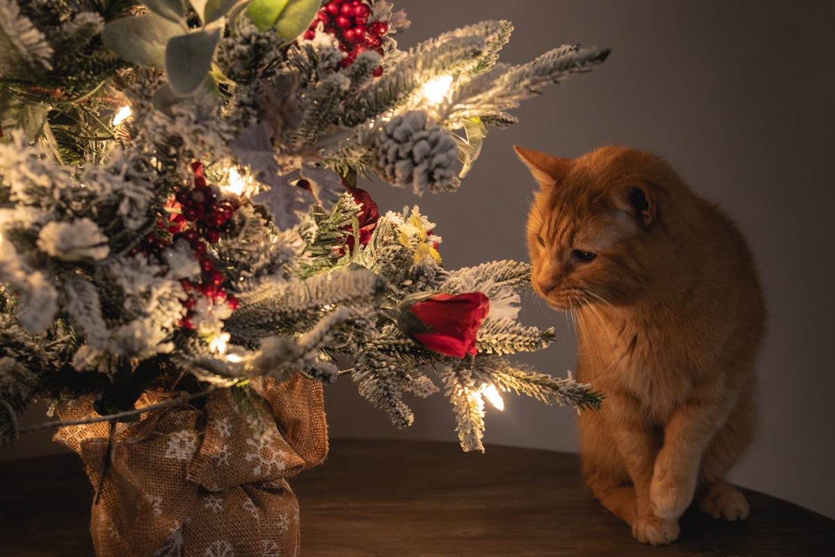 Orange Short Hair Tabby Cat Winter Holiday Christmas Tree-