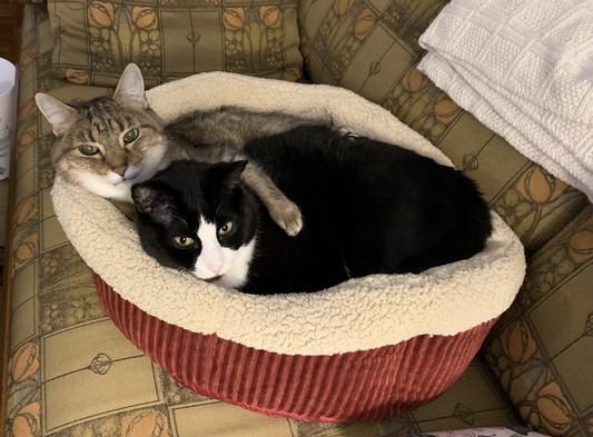 Petmate Aspen Pet Self-Warming Bolster Cat Bed