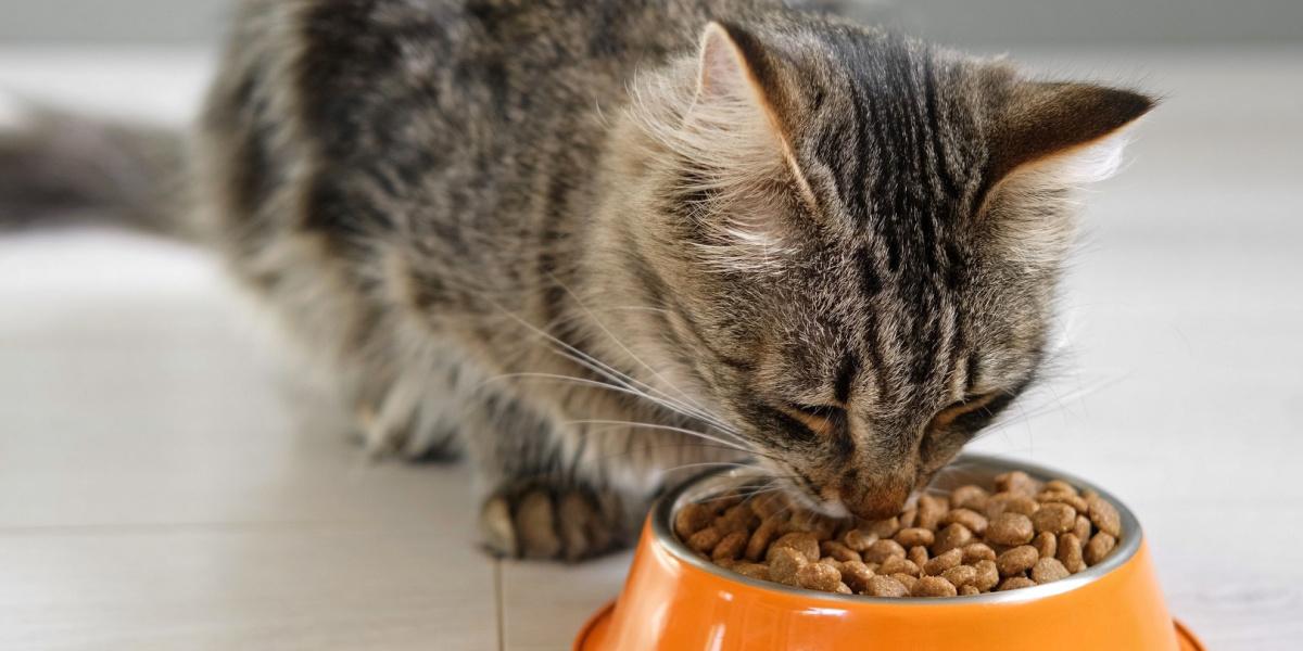Tabby cat eating kibble from a bowl