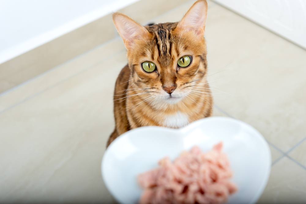 Por que su gato no come comida humeda pa 2