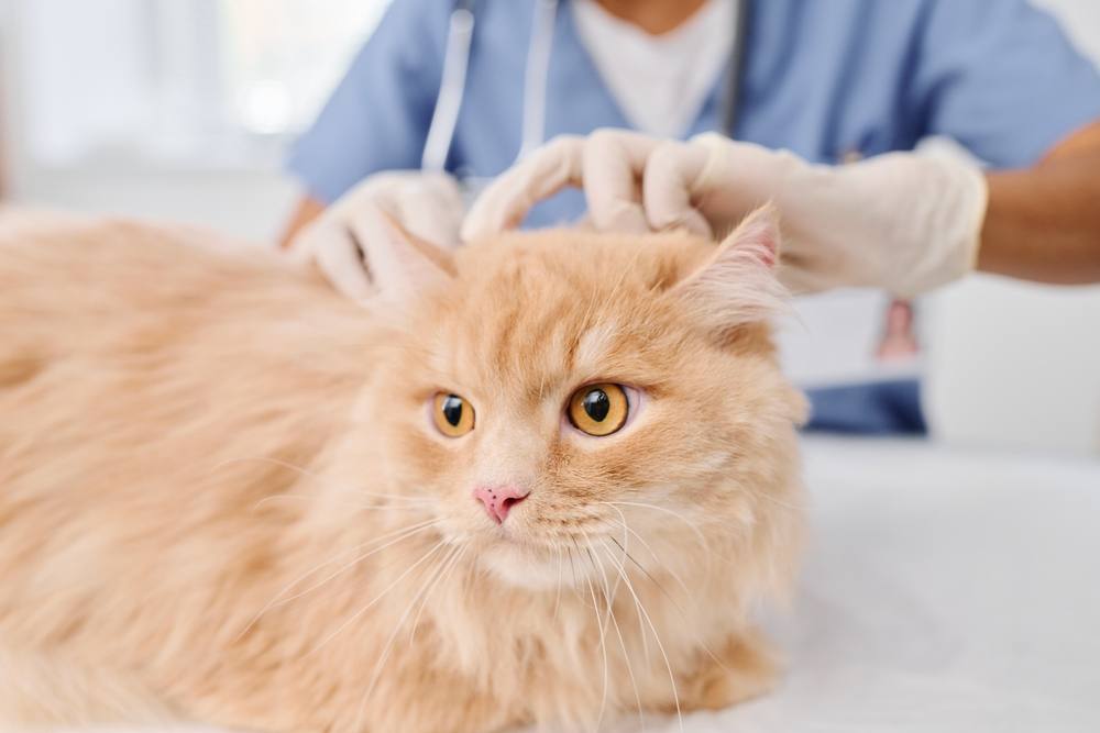 Vet checking skin health of fluffy ginger cat
