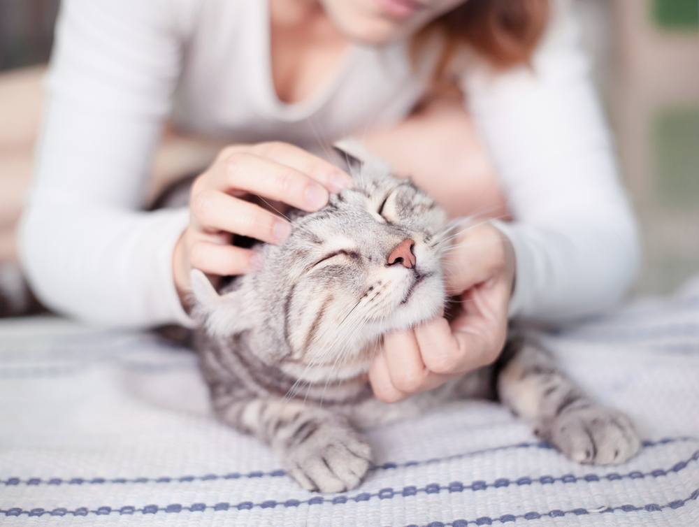 Woman stroking silver tabby cat