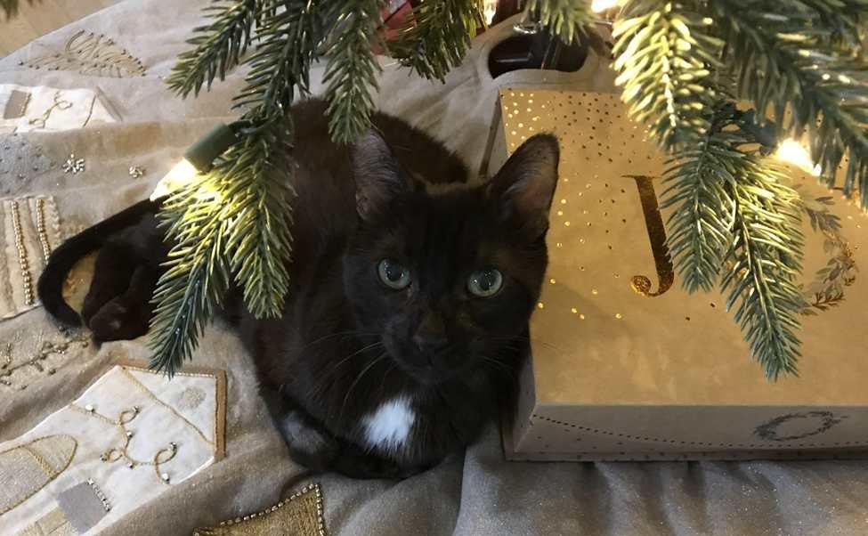 black cat under christmas tree
