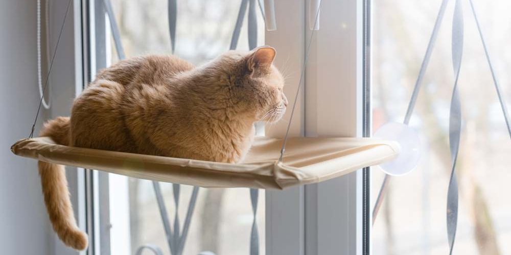 An orange cat sitting on a window perch gazing outside.
