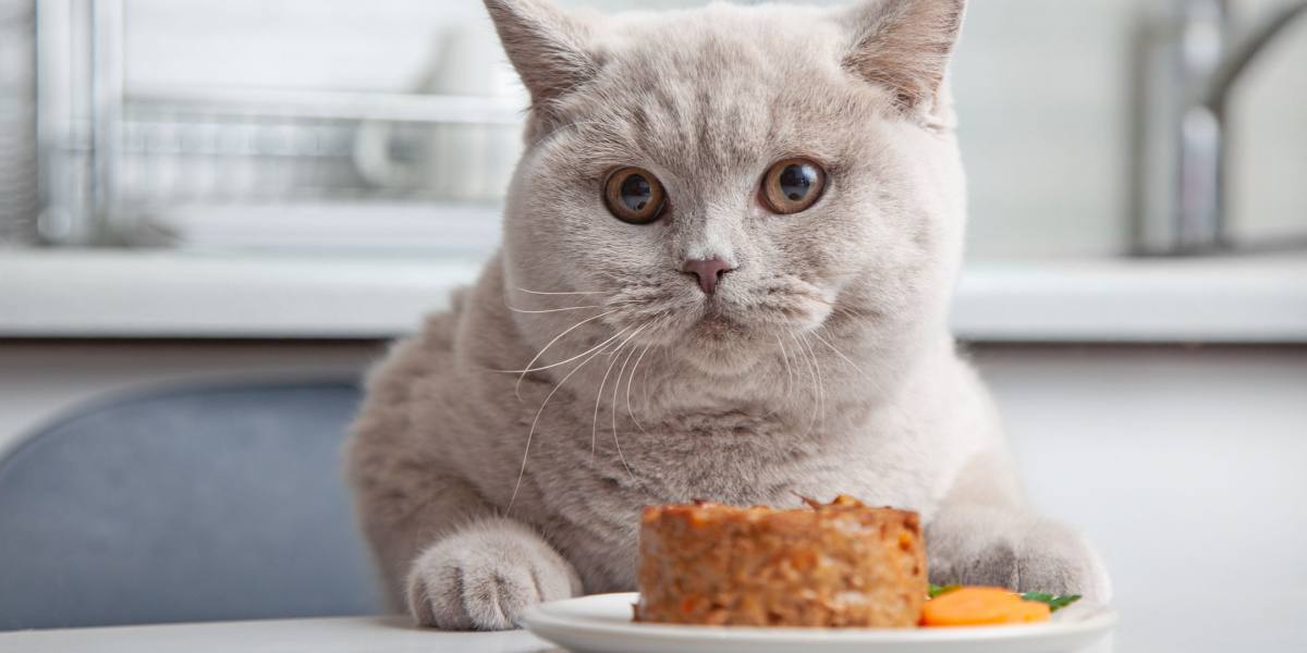 Por que su gato no come comida humeda pa 1
