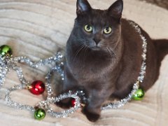 cat wrap in christmas ornaments