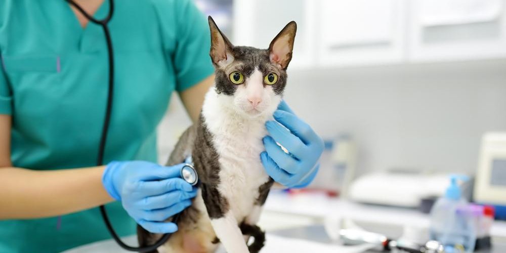 A veterinarian examines a Cornish Rex cat with a stethoscope