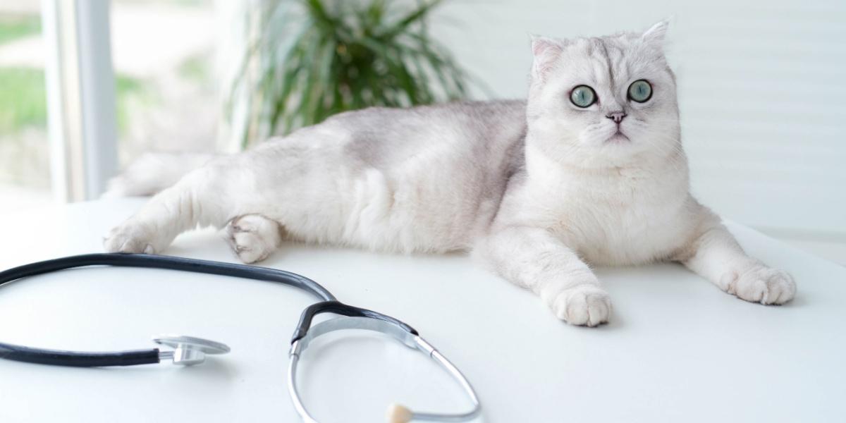 A white and grey Scottish Fold lying sitting up on a table with a stethoscope in the foreground.
