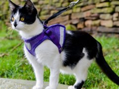 Adorable black and white cat in a harness
