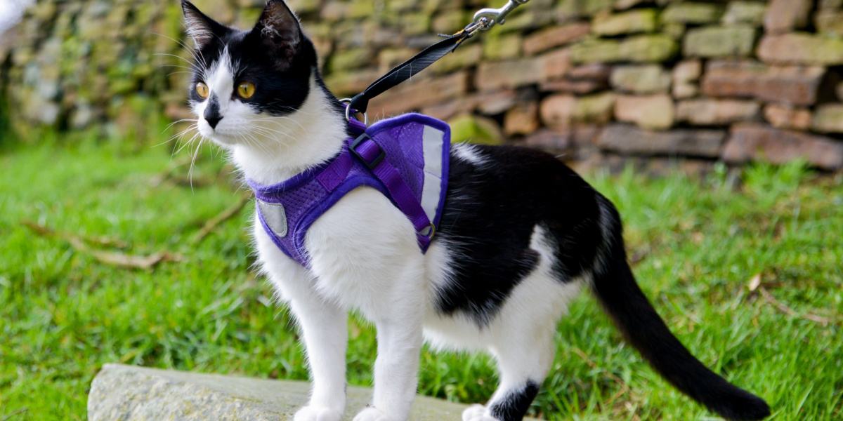 The 8 Best Cat Harnesses (We Tried Them All) Of 2024