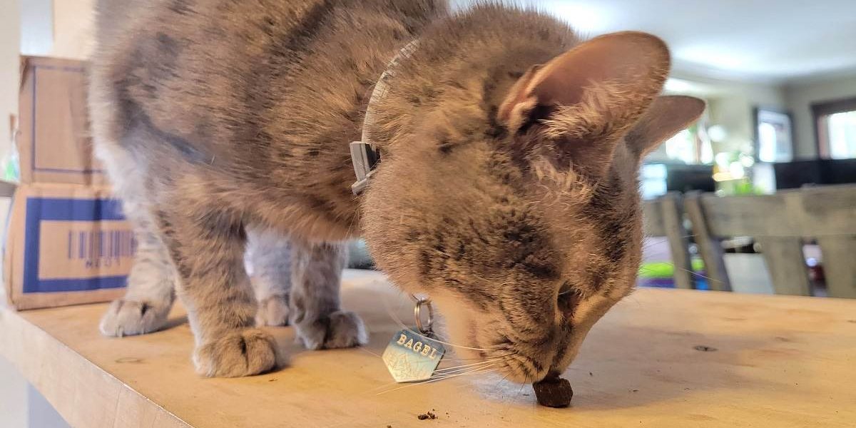 Gato gris oliendo una golosina en el mostrador. 