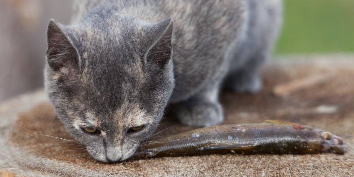 El gato atigrado gris mordisquea un pez pequeño.