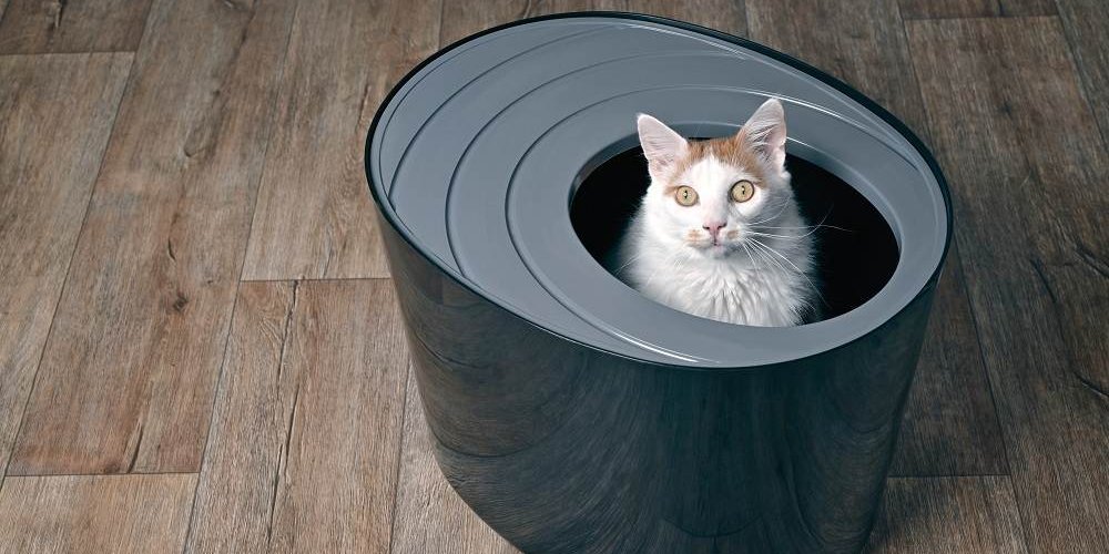 cat sitting in top-entry litter box