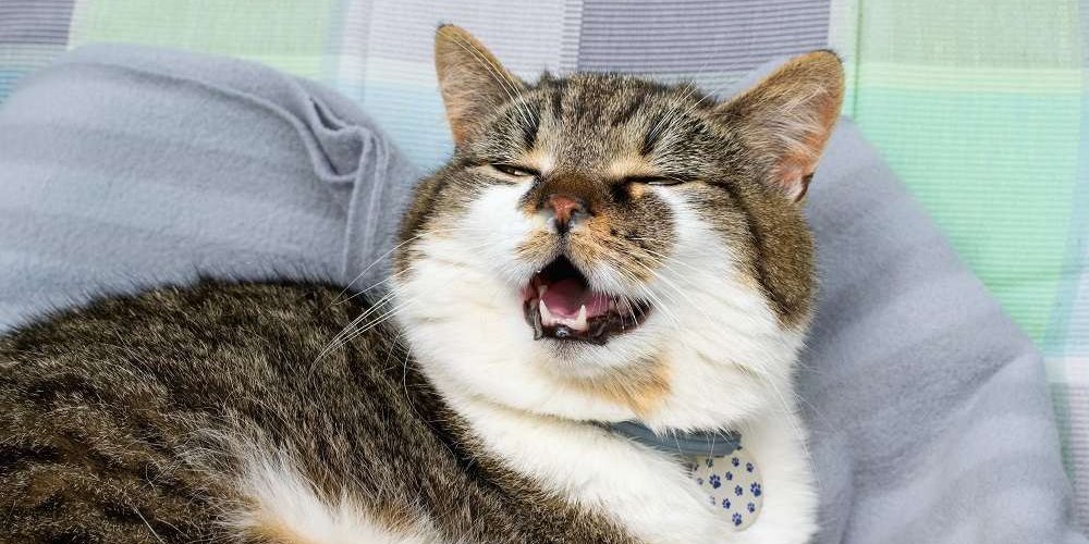 Cat with snotty nose sneezing