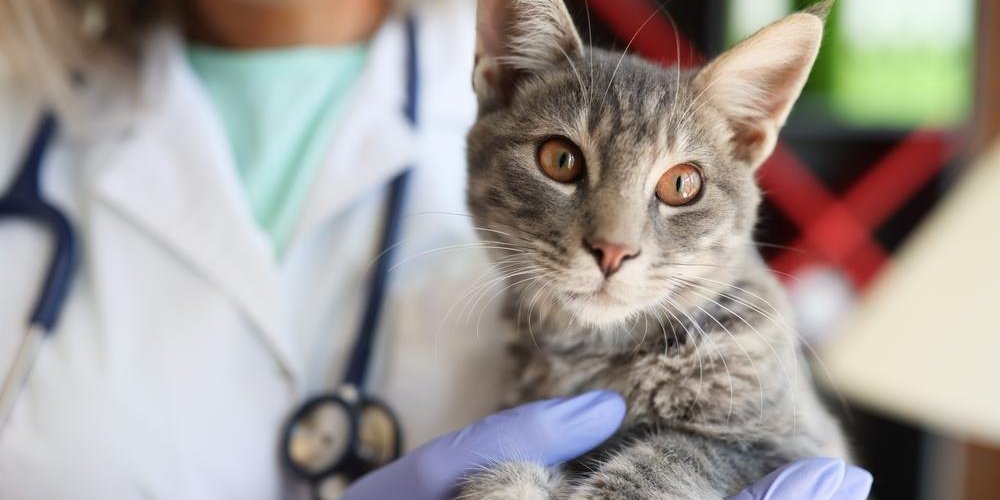 Veterinaria con bata de laboratorio y estetoscopio sosteniendo un gato atigrado gris en primer plano.