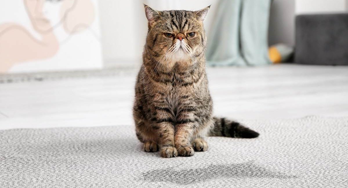 Gato anciano que parece gruñón cerca de un charco de orina en la alfombra.