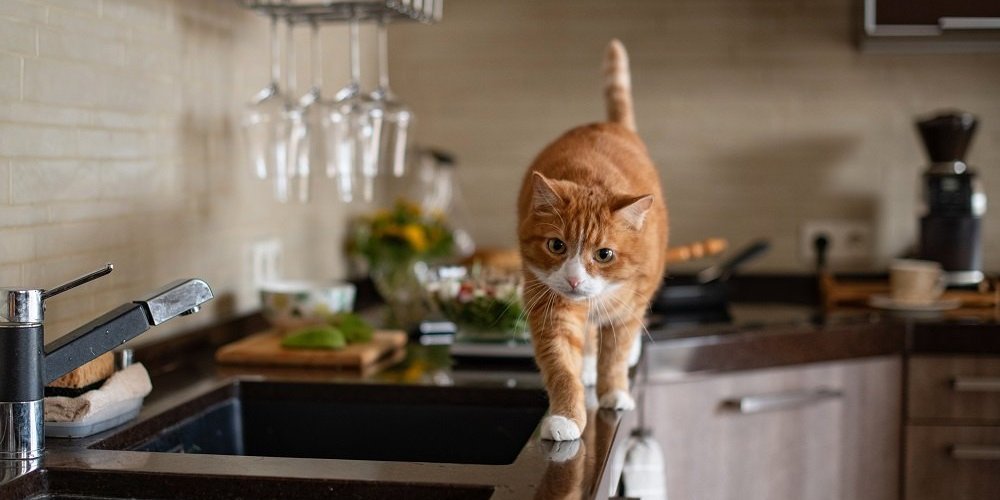 Orange cat walks along the edge of a kitchen counter top.