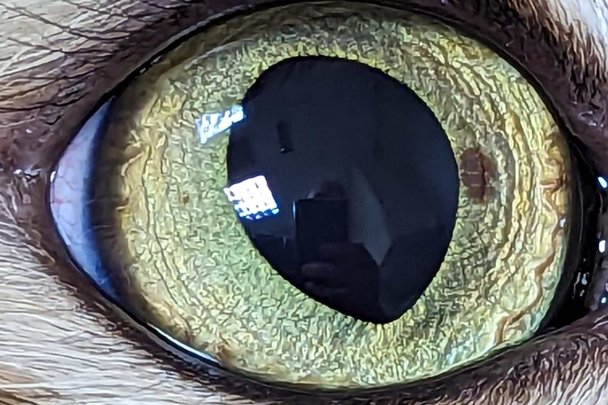 Iris Melanosis in Cats