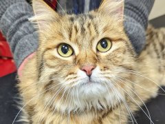 Iris Melanosis in Cats