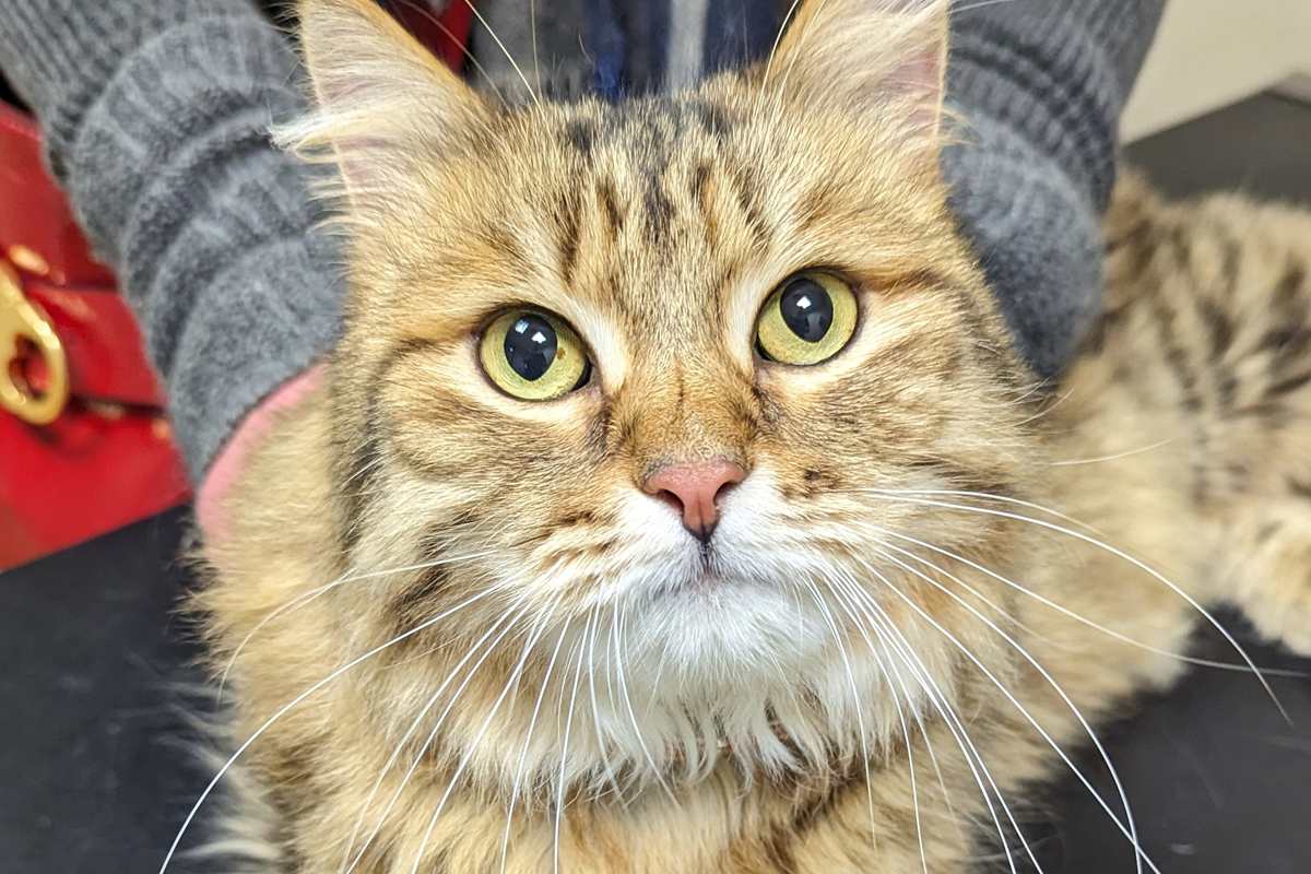 Iris Melanosis in Cats