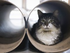 Long Hair Grey White Tabby Cat Laying Lounging Hiding In Tube Tunnel