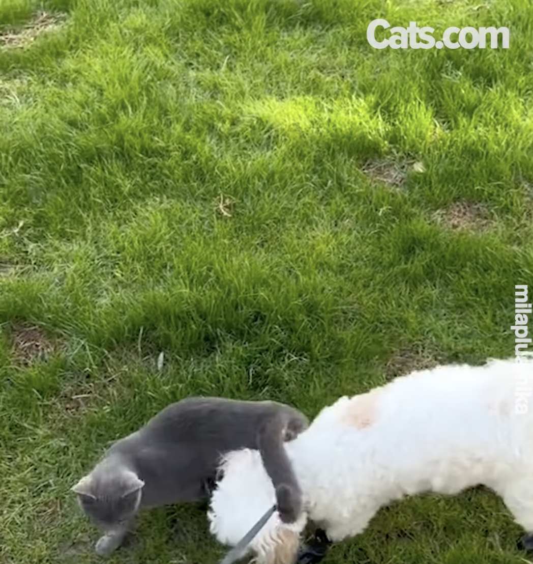 Mika and Mila play together outside