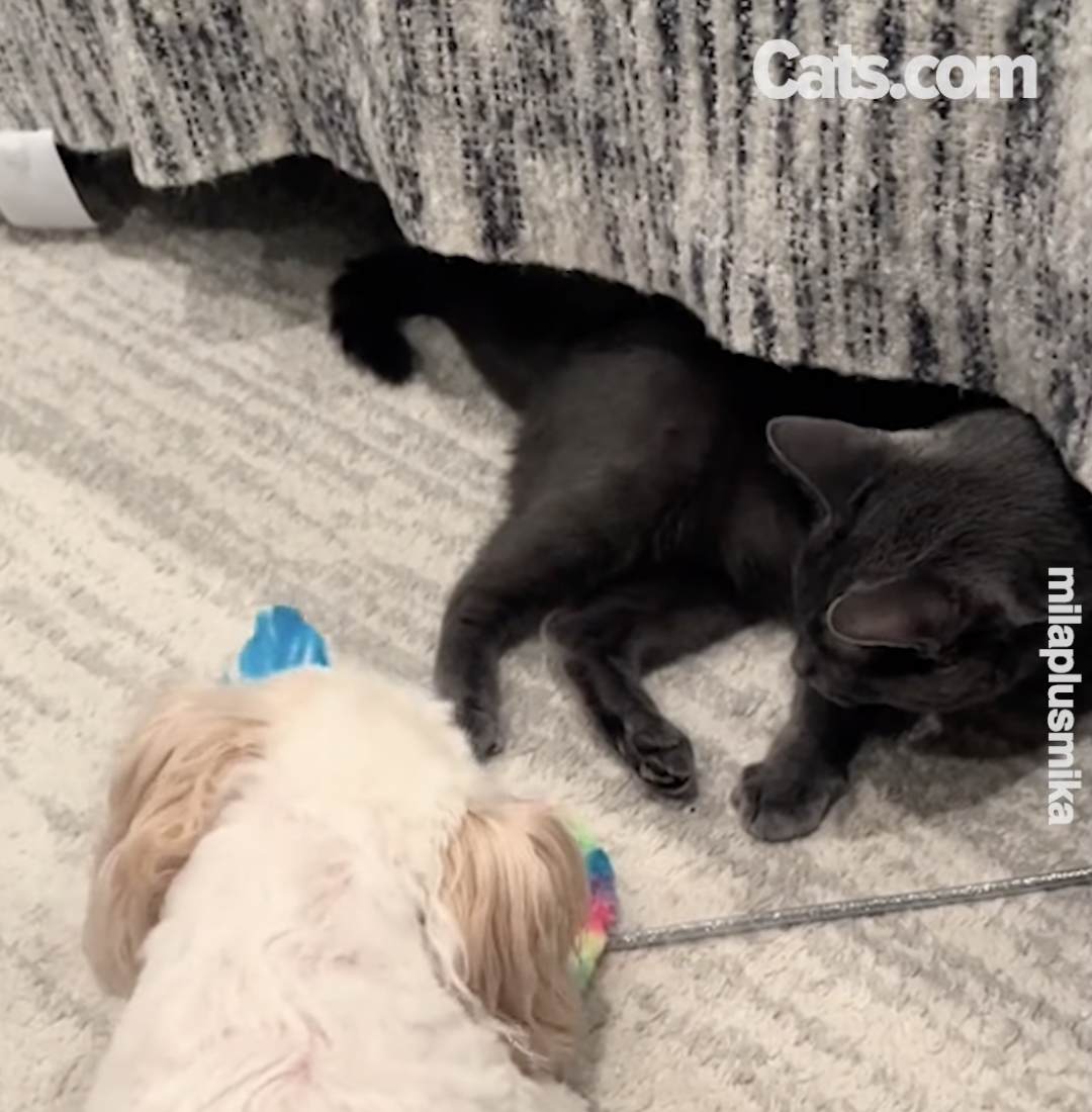 Mika plays with Mila in her new home
