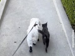 Mila and Mika on their daily walk
