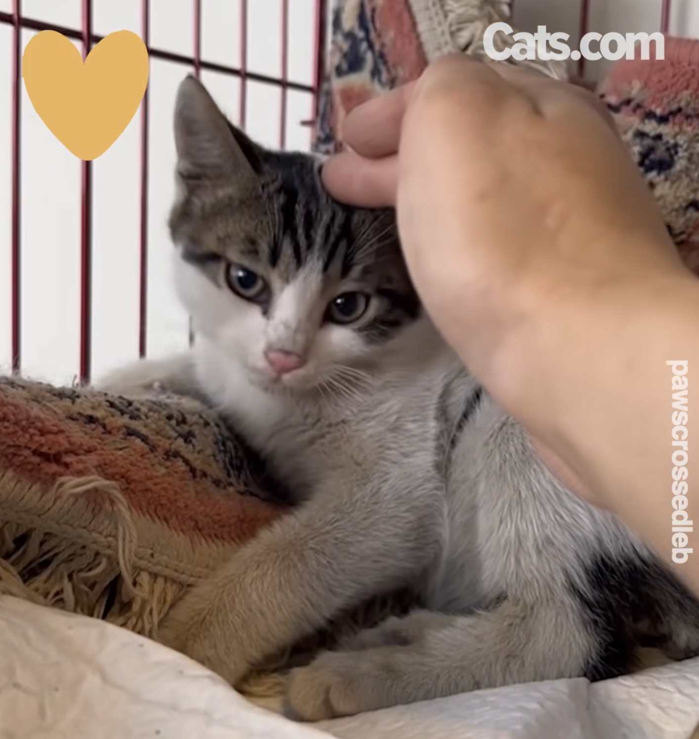 Milo now enjoys being pet by his rescuer