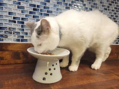Veterinarian wiping cat’s nose with cotton pad