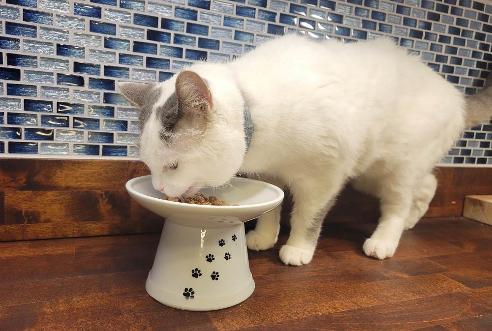 Veterinarian wiping cat’s nose with cotton pad