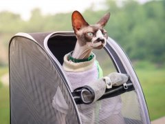 Pink Grey Spotted Sphynx Cat Outside In Backpack