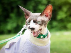 Pink Grey Spotted Sphynx Cat Outside On Leash-5