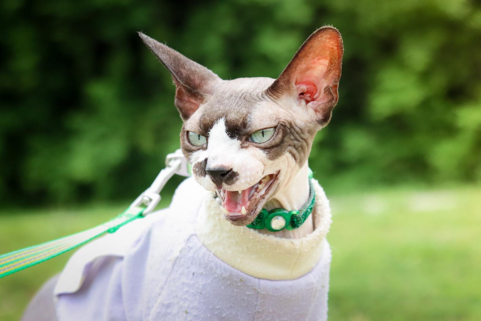 Pink Grey Spotted Sphynx Cat Outside On Leash-5