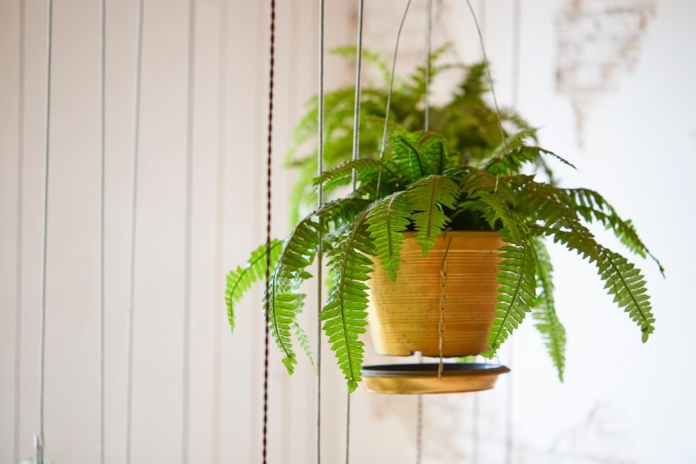 Pot of hanging Boston fern