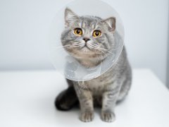 Scottish straight gray cat in veterinary plastic cone on head at recovery after surgery posing in animal clinic.
