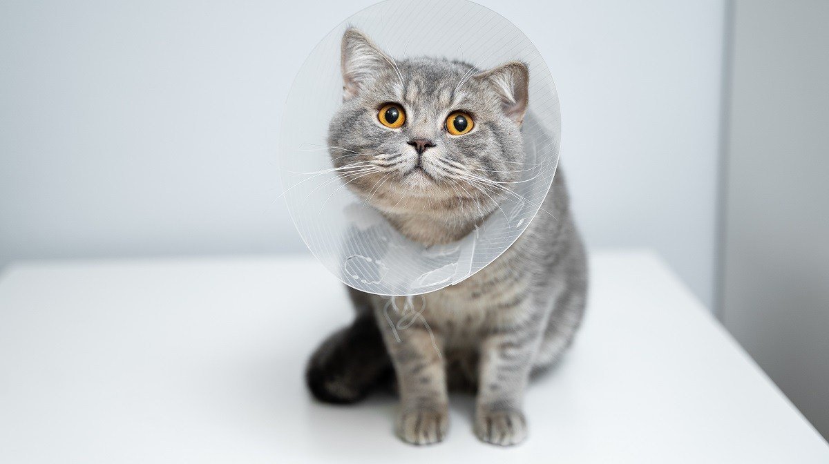 Scottish straight gray cat in veterinary plastic cone on head at recovery after surgery posing in animal clinic.