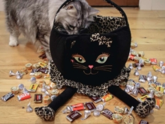 Siberian Cats With Halloween Candy