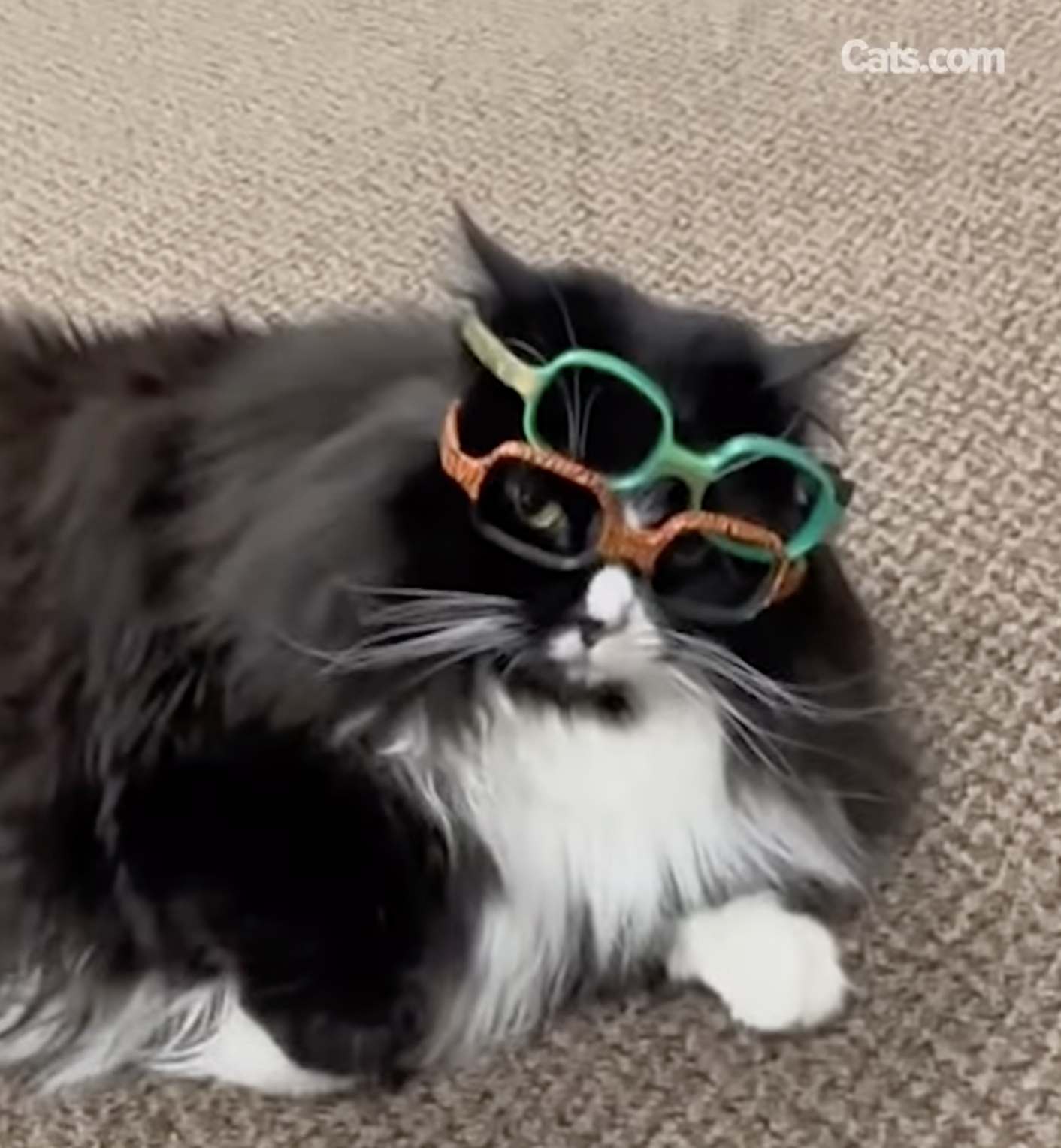 Truffles wears two pairs of glasses!