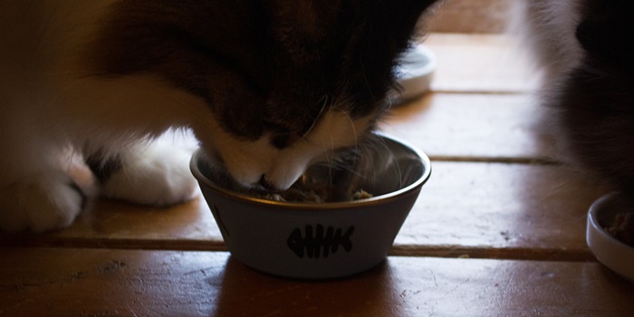 Revisión de comida para gatos Shine – Cats.com