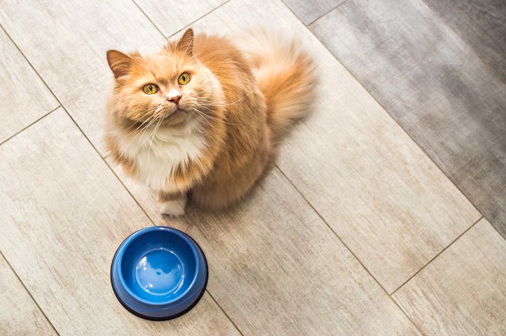 fluffy ginger cat sits waiting by an empty food bowl