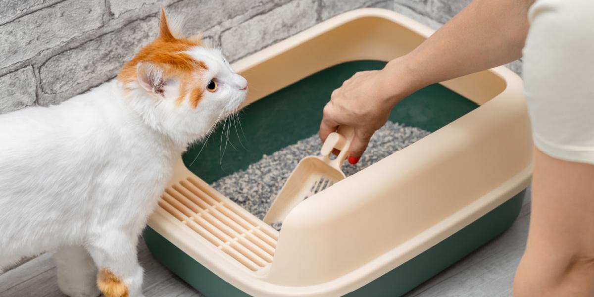 man cleaning cat litter box with dustpan