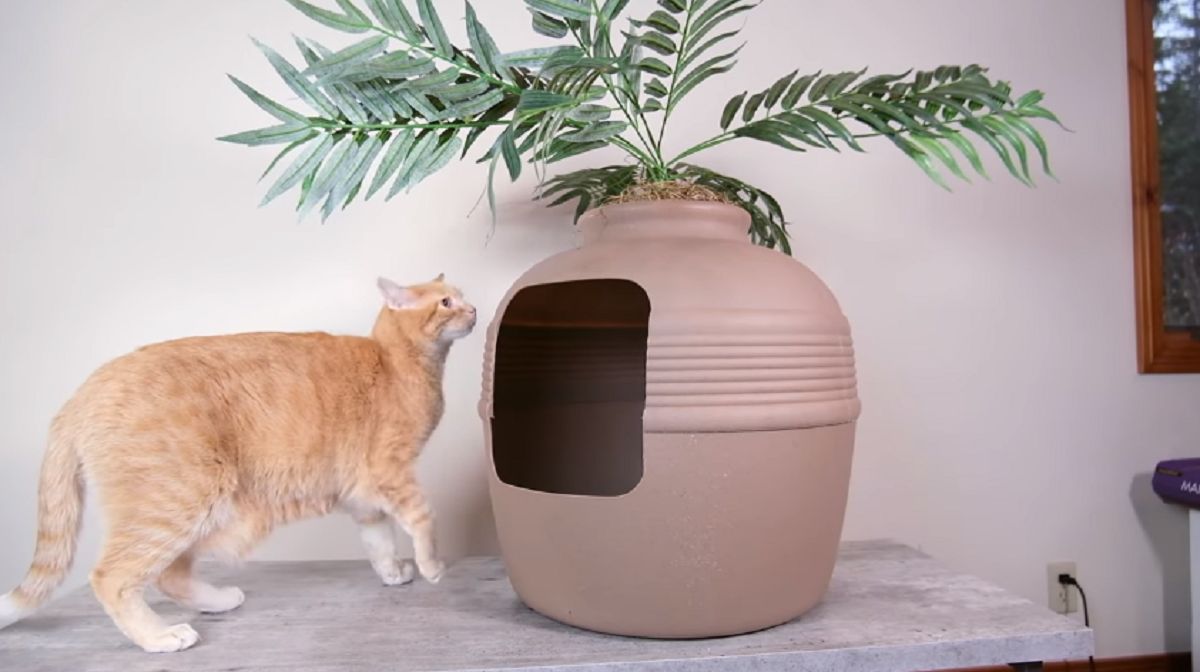 Orange cat in front of fake planter litter box