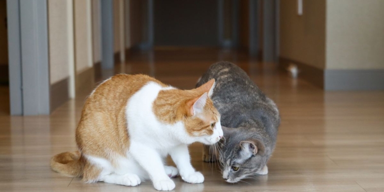 two cats