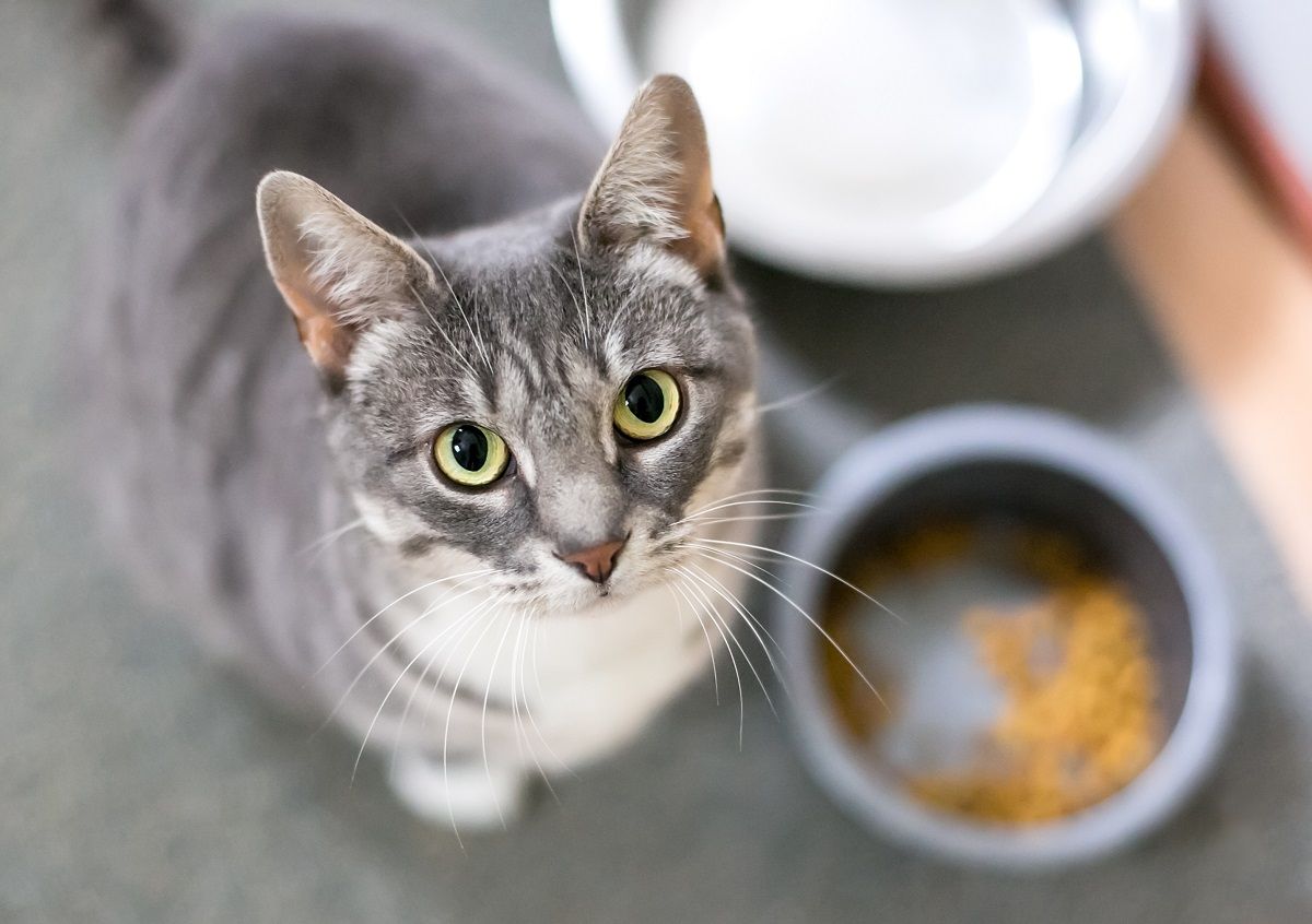 A gray tabby shorthair cat sitting next to its food bowl and looking up at the camera